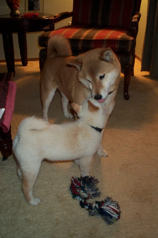 世俱杯-法比尼奥关键先生闪耀，芬兰正面击溃塞内加尔创历史