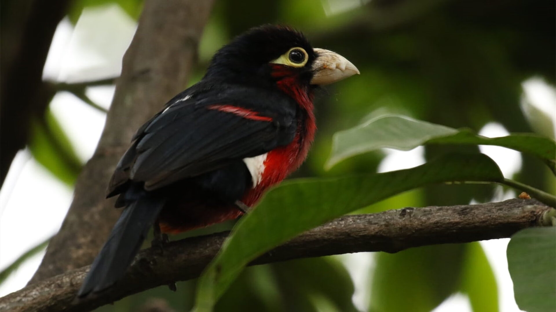 哈利伯顿一箭定乾坤,魔术险胜上海,新生代控卫展现巨星潜质