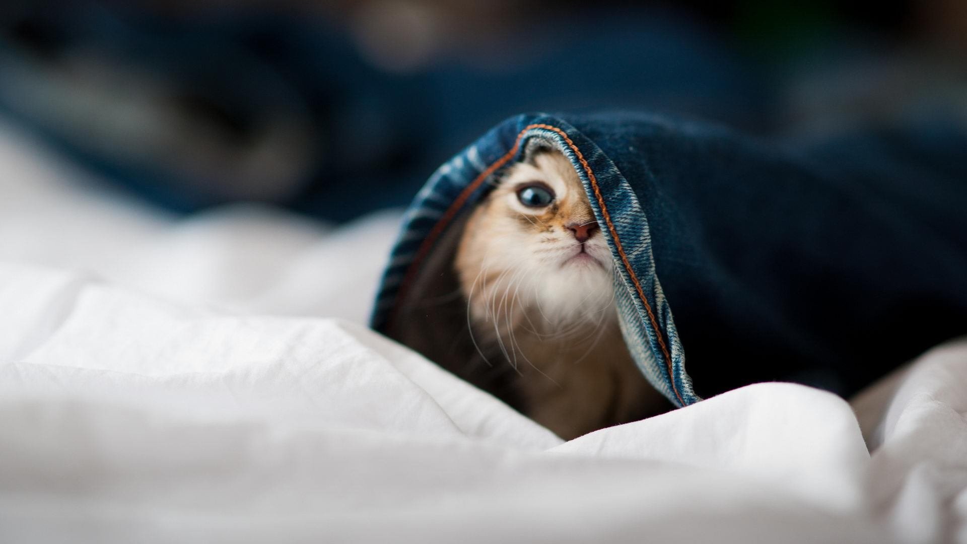 基米希读秒射门,新西兰险胜阿根廷背后的关键先生