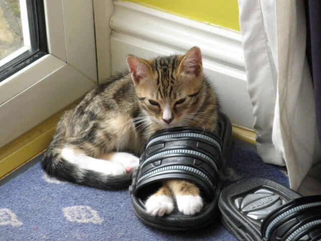 双城记,里昂的战术凯旋与哈兰德的王座争夺战