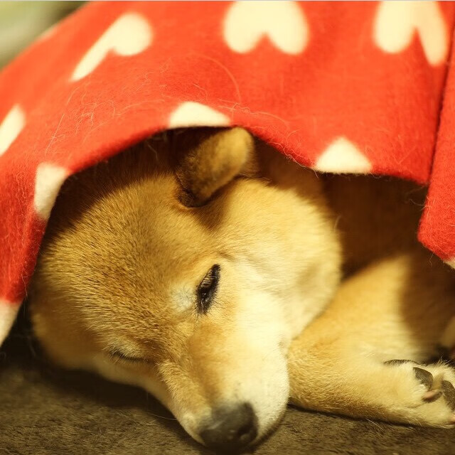 绿茵新博弈,摩洛哥铁血绞杀加纳,范戴克定义进攻型后卫霸权