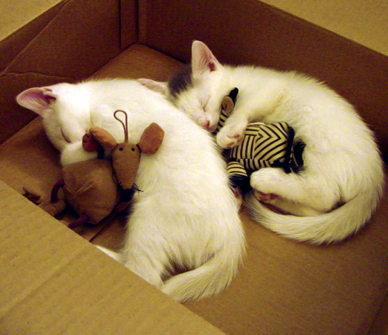 绿衫军新王闪耀,塔图姆教学赛击溃华南虎的三大杀招