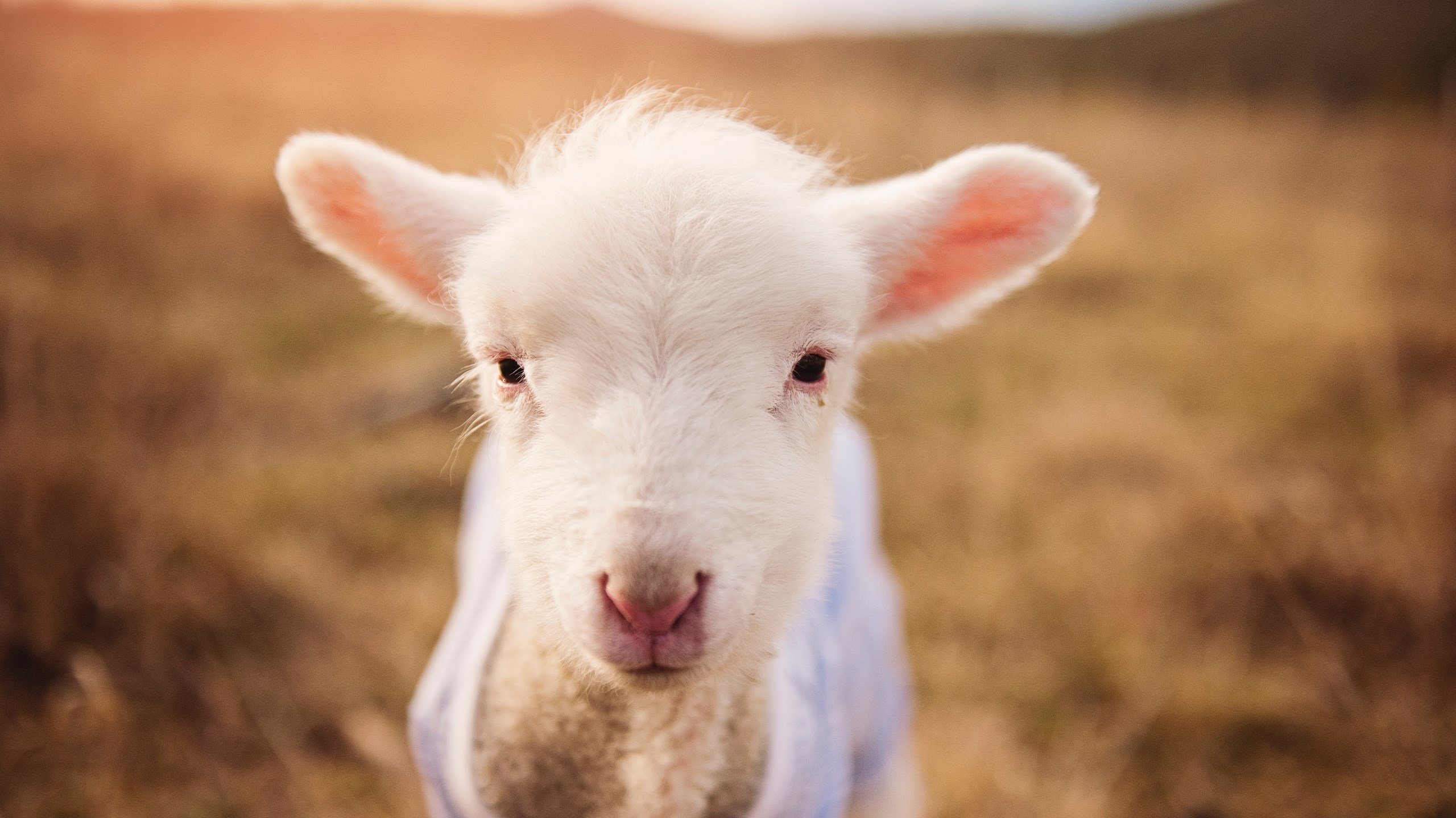 奥运资格赛爆冷！玻利维亚3-0击溃加拿大，搅乱北美出线格局