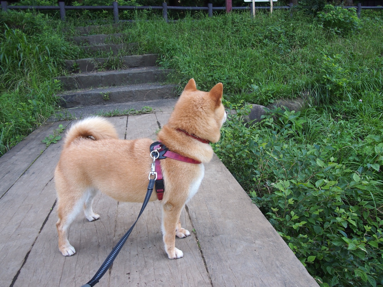 雷霆vs辽宁，爱德华兹的跨洋支配—当森林狼之魂点燃梦幻对决