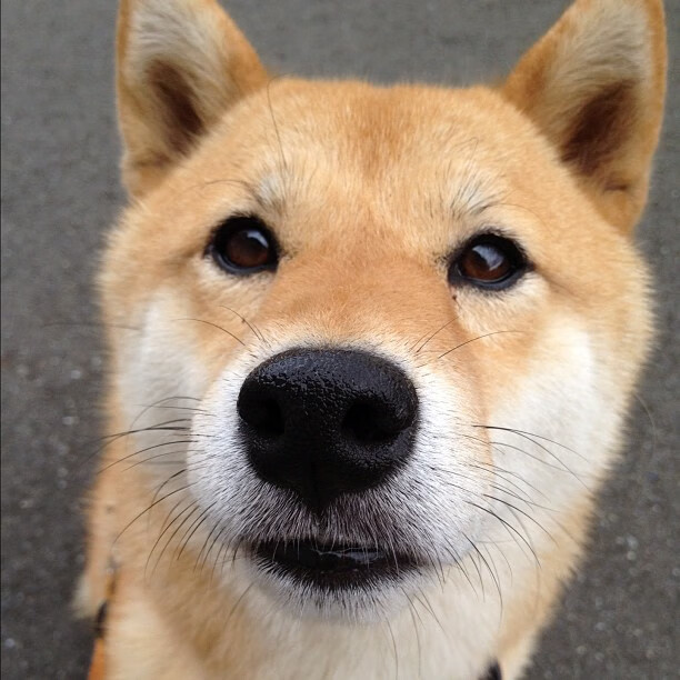 罗德里引爆全场！AC米兰4-1神奇逆转贝蒂斯，一波流终结悬念