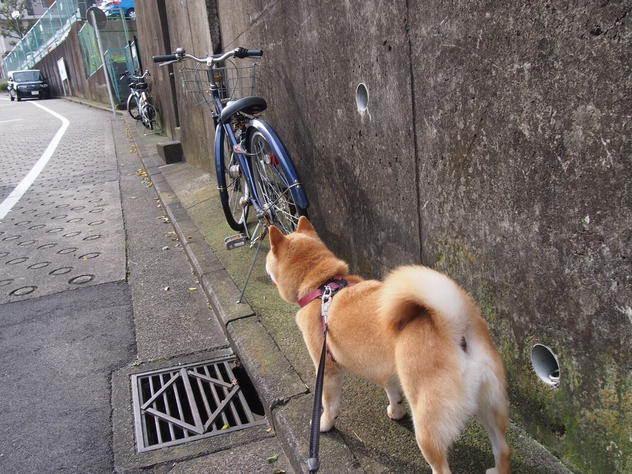 牙买加闪电被红牛带走，当赖斯的爆发点燃了全球足球的隐秘经络