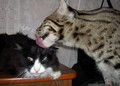 逆风翻盘！杰伦格林末节觉醒，独行侠关键战硬啃上海队