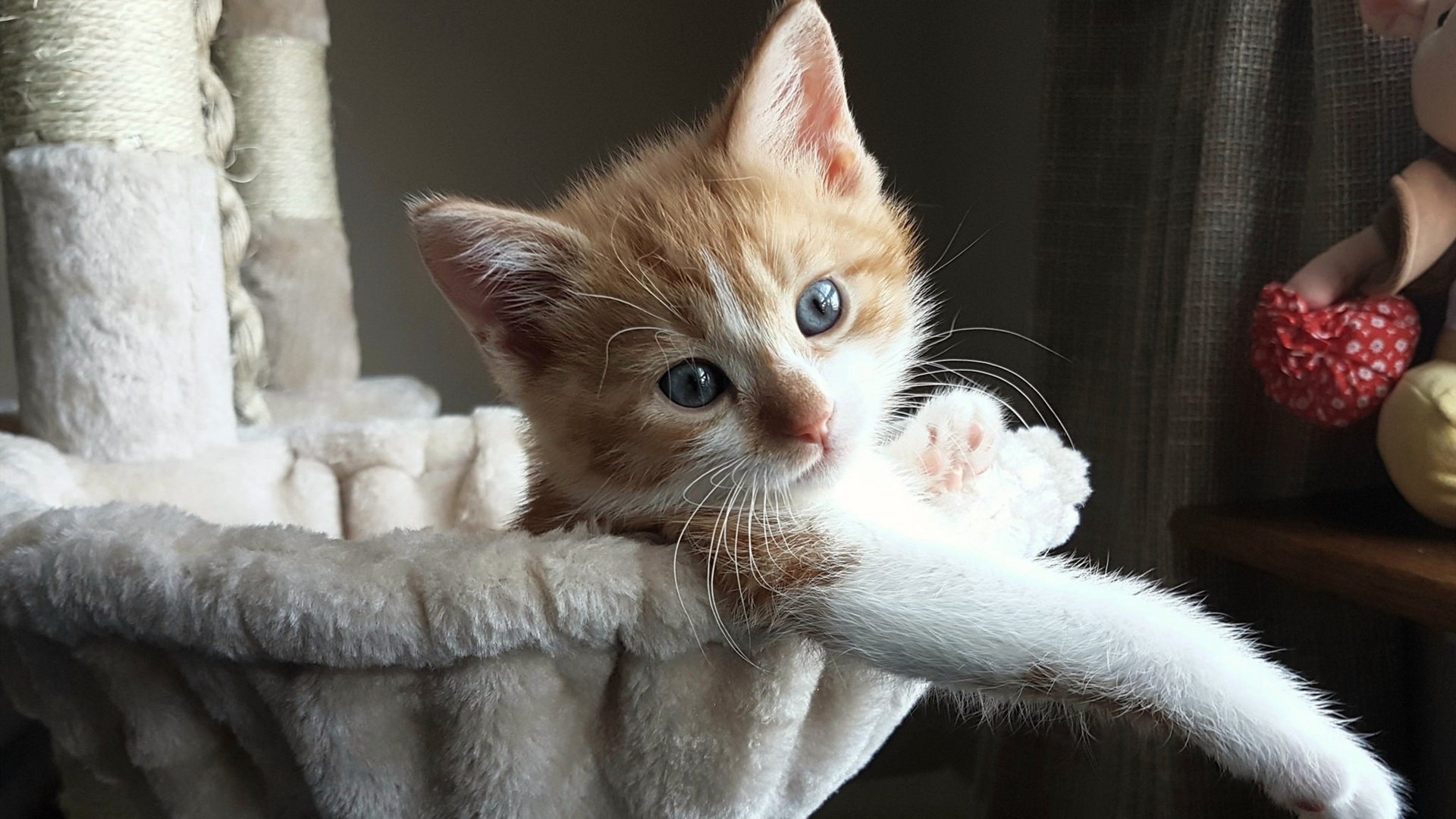 火之交响，佛罗伦萨的钢铁音符与佩德里的舞步魔法