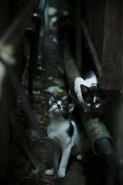 阿拉巴的多特蒙德，当钢铁意志收割瑞士精密