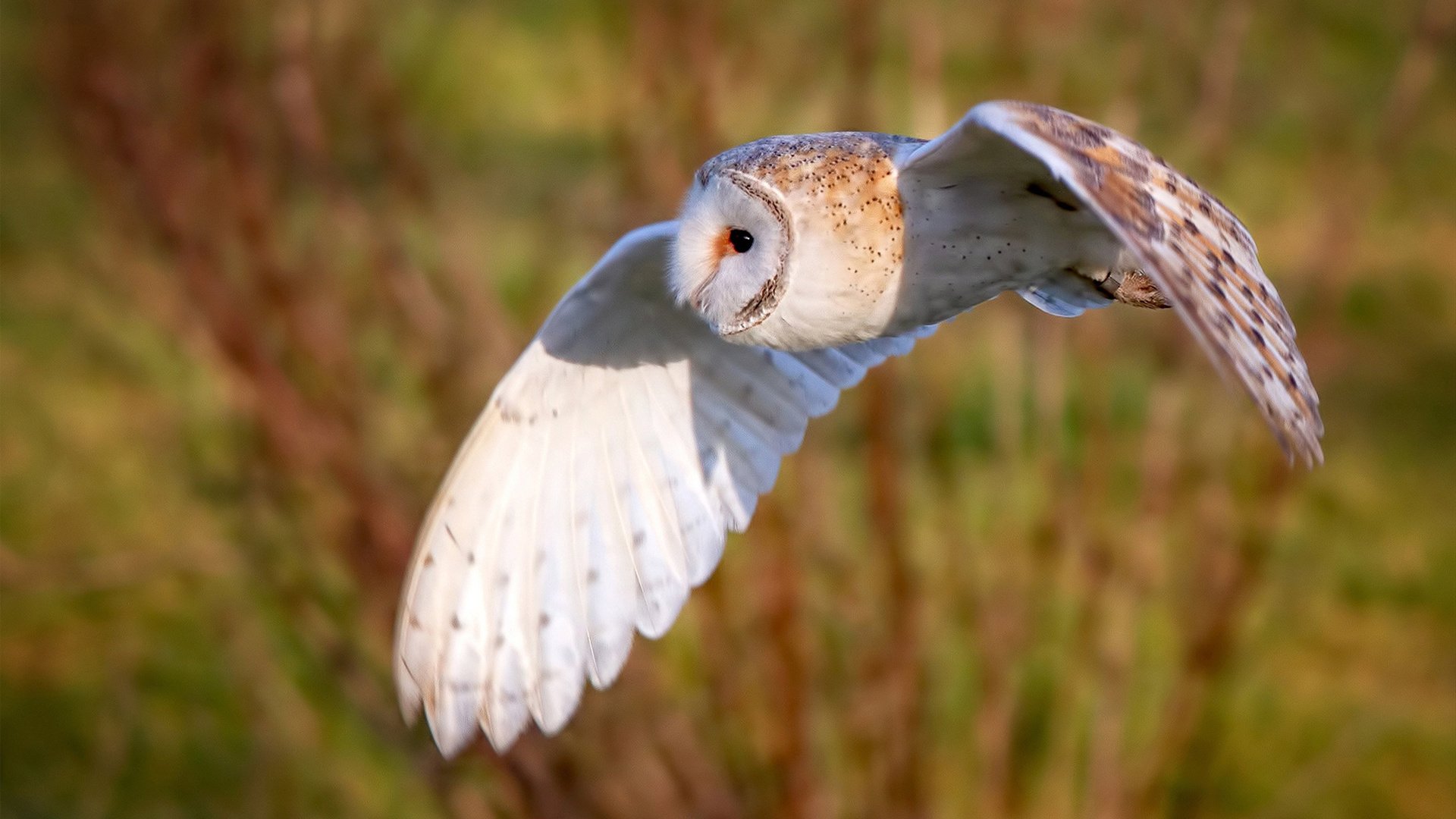文班亚马内线擎天惊世爆发，老鹰节奏大师稳控火箭升空轨迹