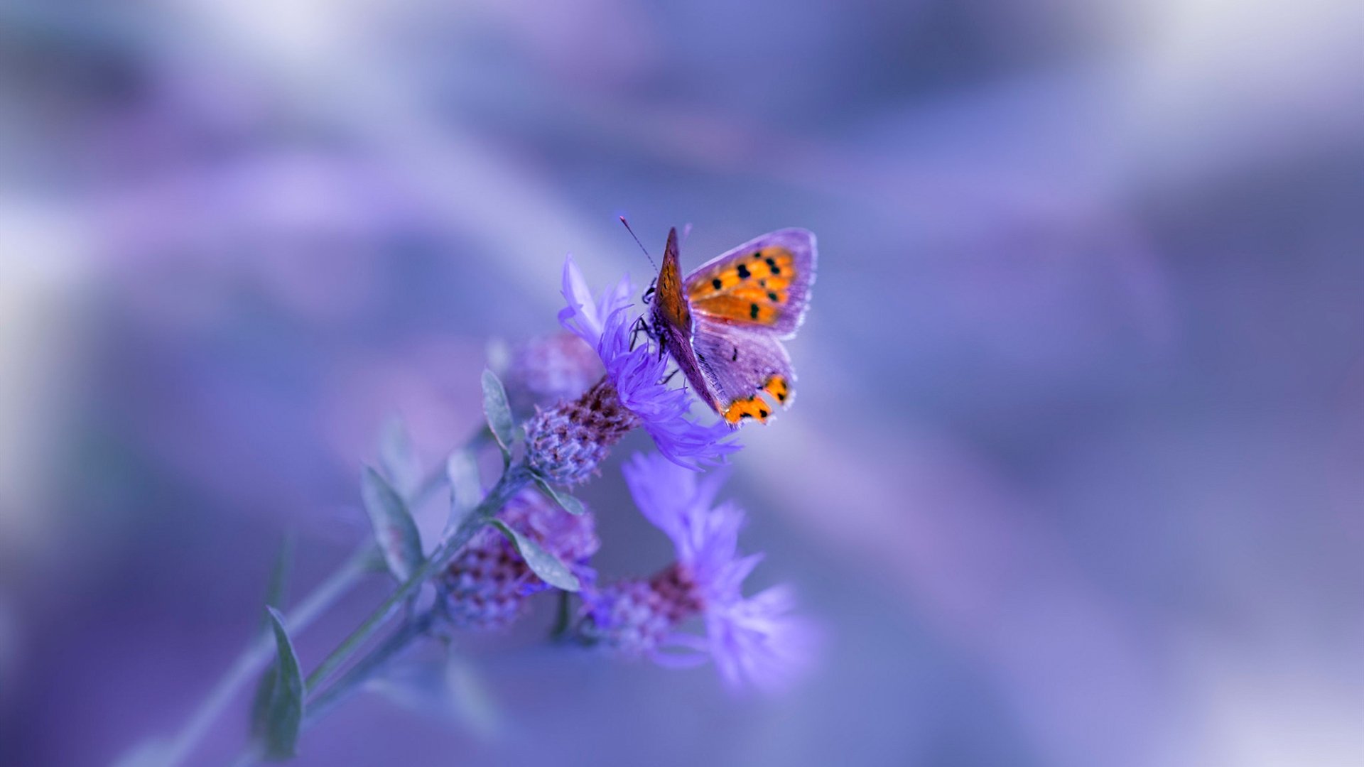 凯塞多闪耀卡塔尔，突尼斯锁定胜局