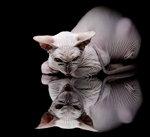 星光黯淡之夜，欧文的闪电战让美加墨世界杯悬念提前终结