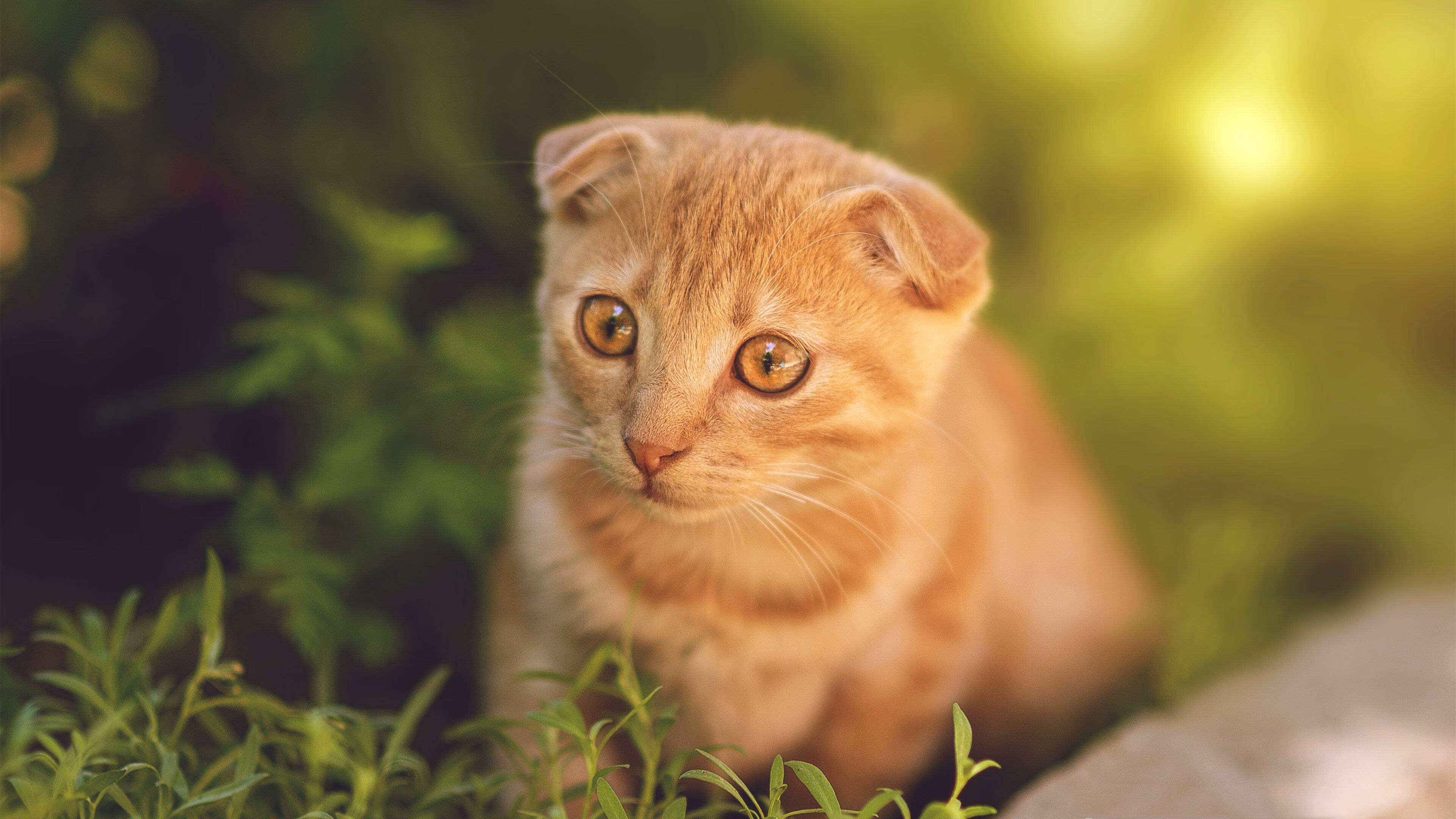 奥地利劲旅欧联杯狂胜里昂，巴斯托尼状态火热导演胜利盛宴