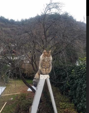 哈登执棒，猛龙奏响冠军交响曲，一场41分碾压背后的王者逻辑