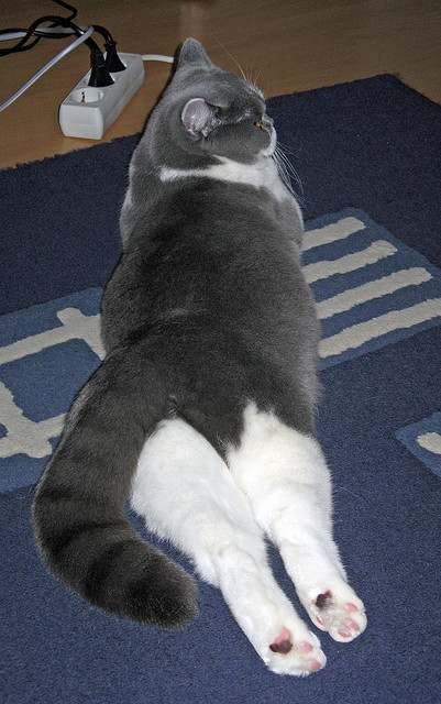 双线叙事,北京队的铁血封喉与F1赛道的极限接管