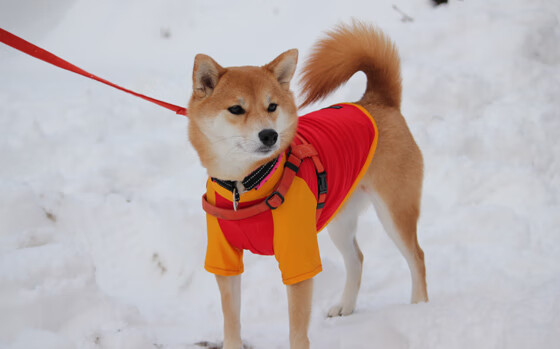 闪耀温布利，奥利维耶一箭定乾坤，三狮军团险胜哥伦比亚