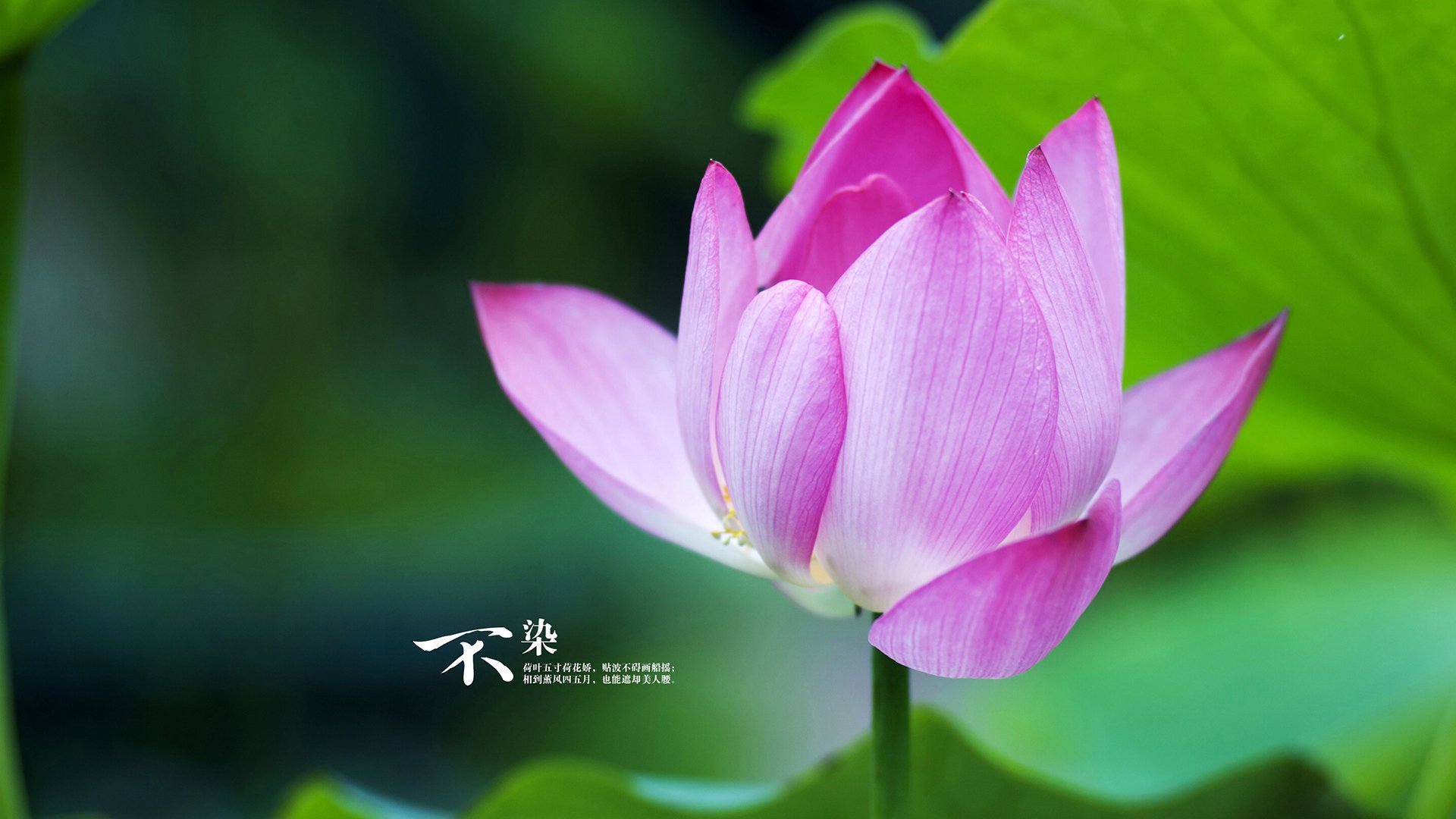 德甲争冠焦点战激战正酣，美国决胜局力克新西兰，体育世界的双重奏