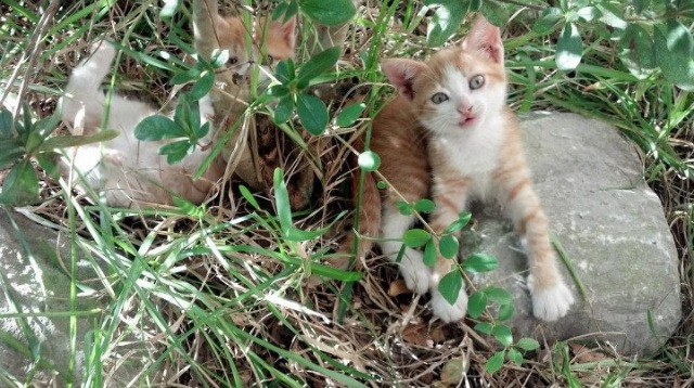 爱德华兹天神下凡!完美发挥率灰熊逆袭独行侠,新生代领袖锋芒毕露