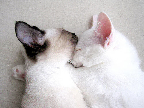 欧冠半决赛的跨国风暴，法国铁骑冲垮墨西哥壁垒