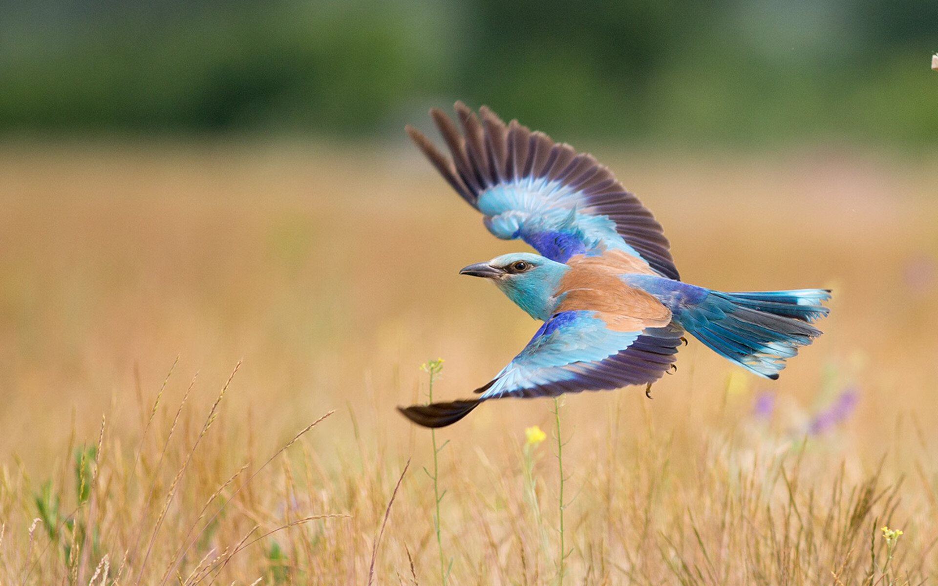 跨界交锋，欧冠半决赛舞台上的篮球盛宴—快船力克上海队夺焦点战胜利