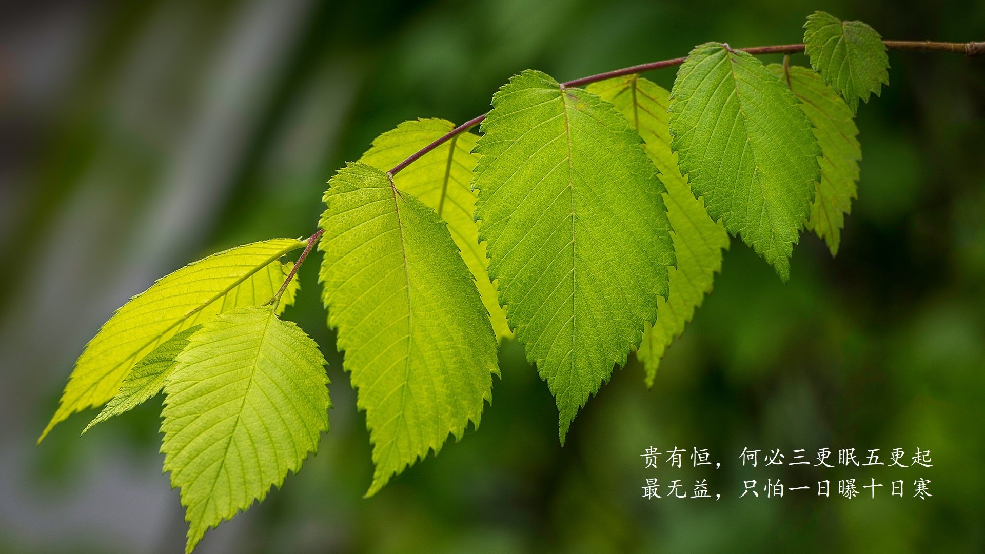 2026世界杯H组惊魂夜,西班牙碾压开局却遭塔雷米神级逆转,喀麦隆绝境翻盘
