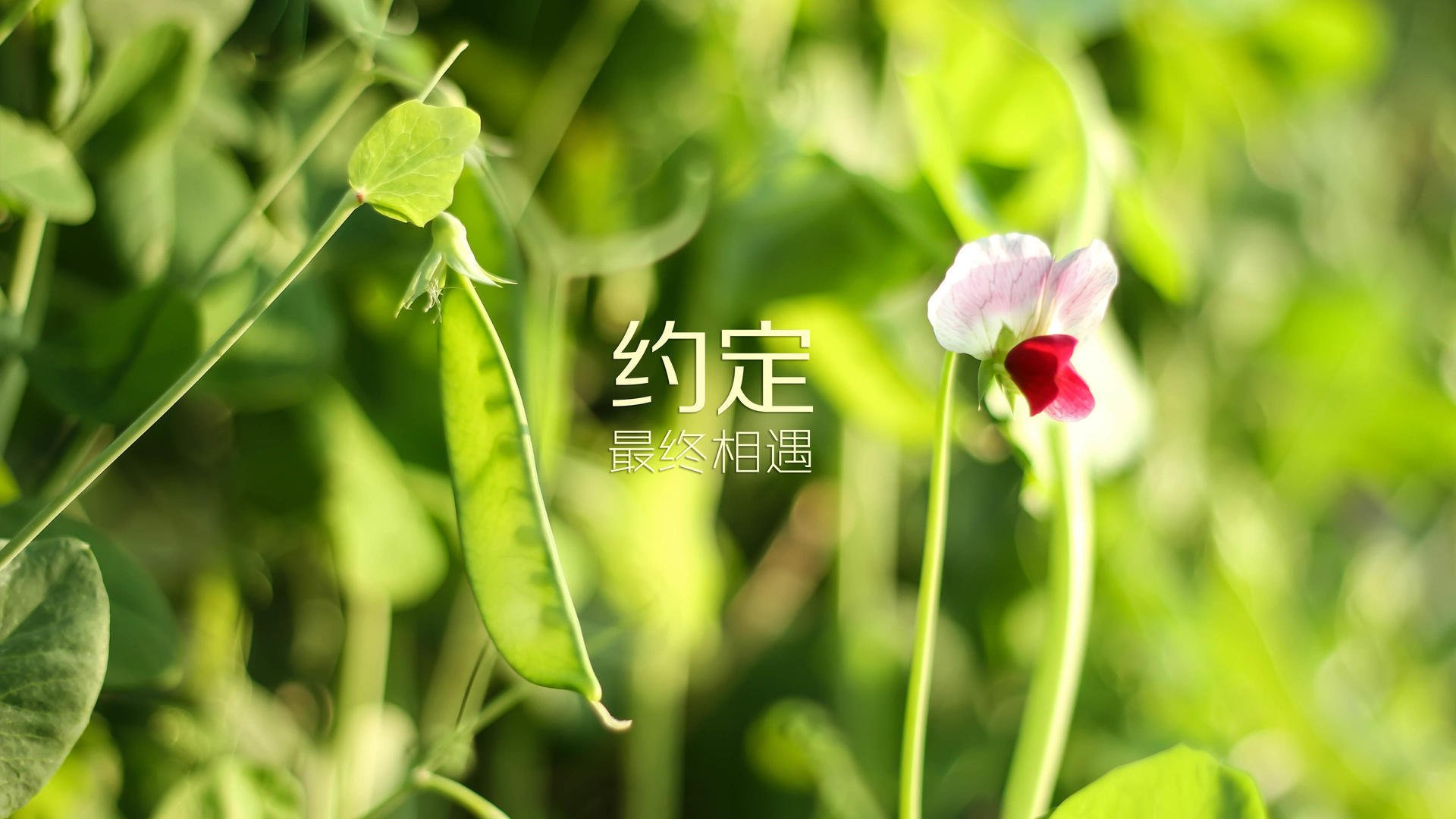 凯恩掌控节奏，乌拉圭稳握出线主动权—2026世界杯D组焦点战侧记